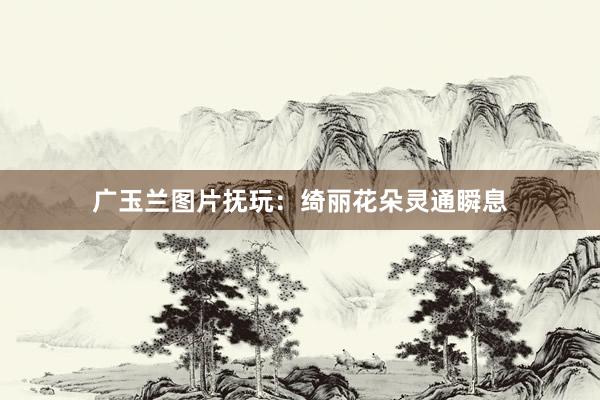 广玉兰图片抚玩：绮丽花朵灵通瞬息